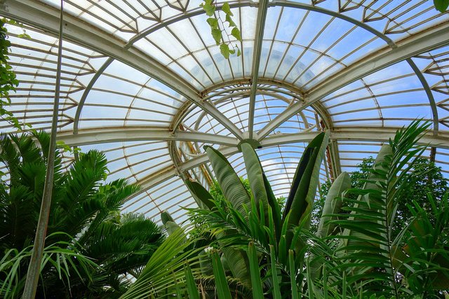 Palms beneath the curved glass roof of a Victorian palm house