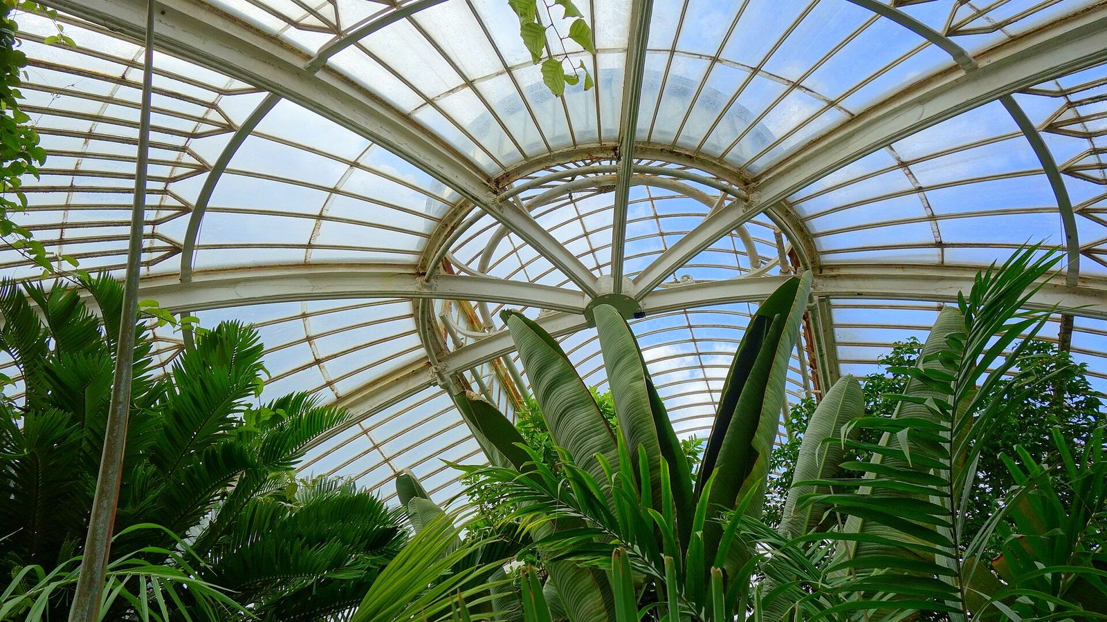 Palms beneath the curved glass roof of a Victorian palm house