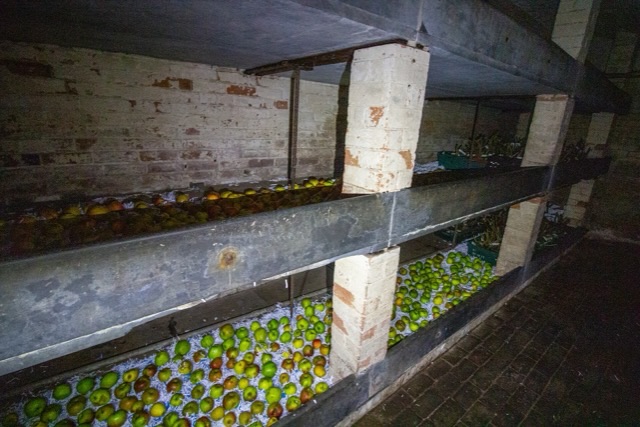 Rows of stored apples on tiered brick and board shelves in a dim fruit store