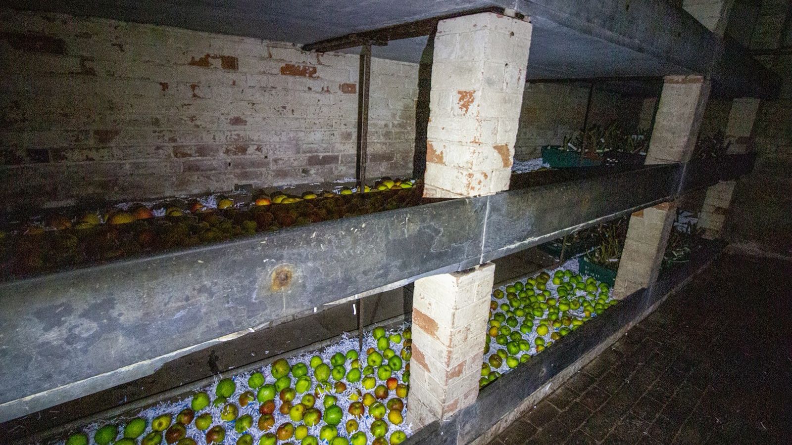 Rows of stored apples on tiered brick and board shelves in a dim fruit store