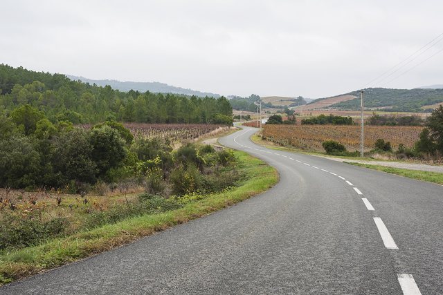 A quiet country road curving between vineyards