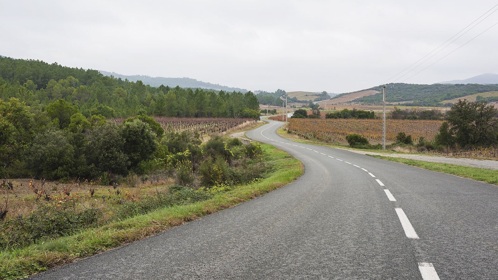 A quiet country road curving between vineyards