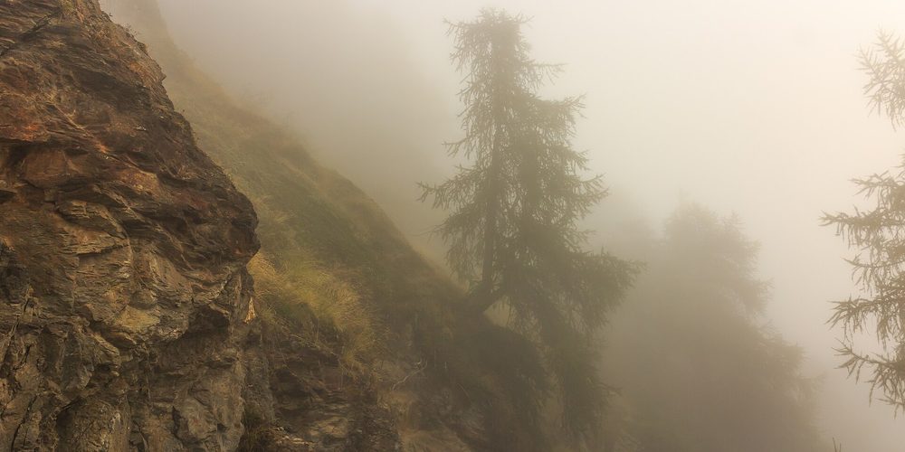 A single larch on a mountain slope lost in fog