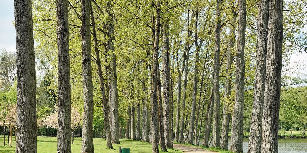 An avenue of poplars along a quiet path