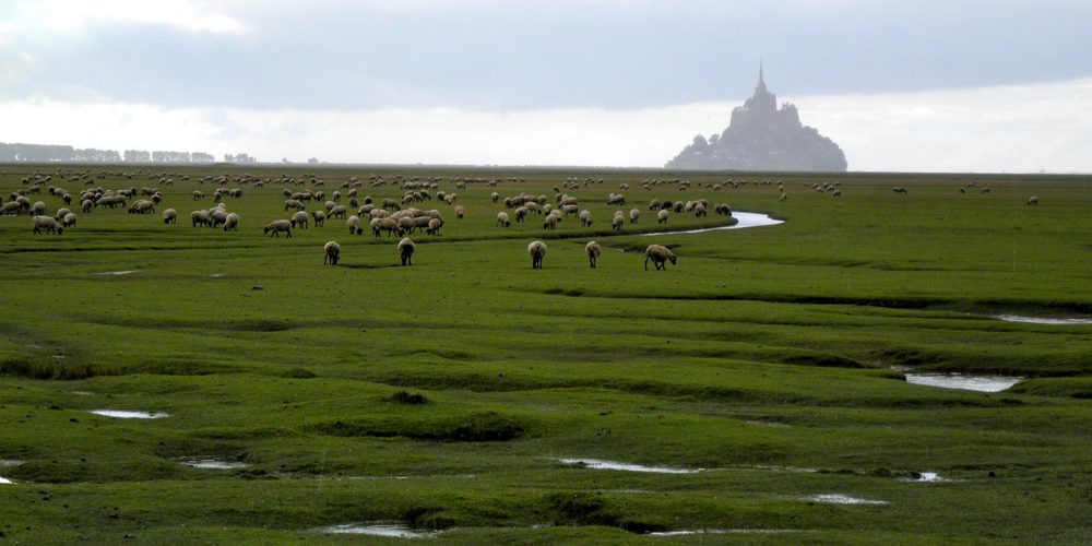 Sheep grazing on wide salt meadows in evening mist