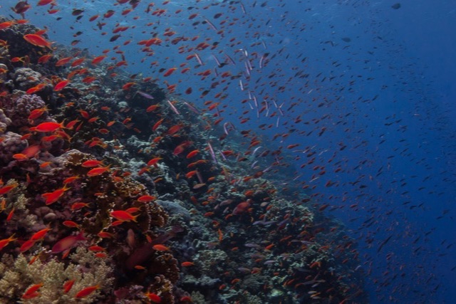 A coral reef slopes down the left side of the picture while hundreds of small orange fish and some slender silver fish swim out into deep blue water.