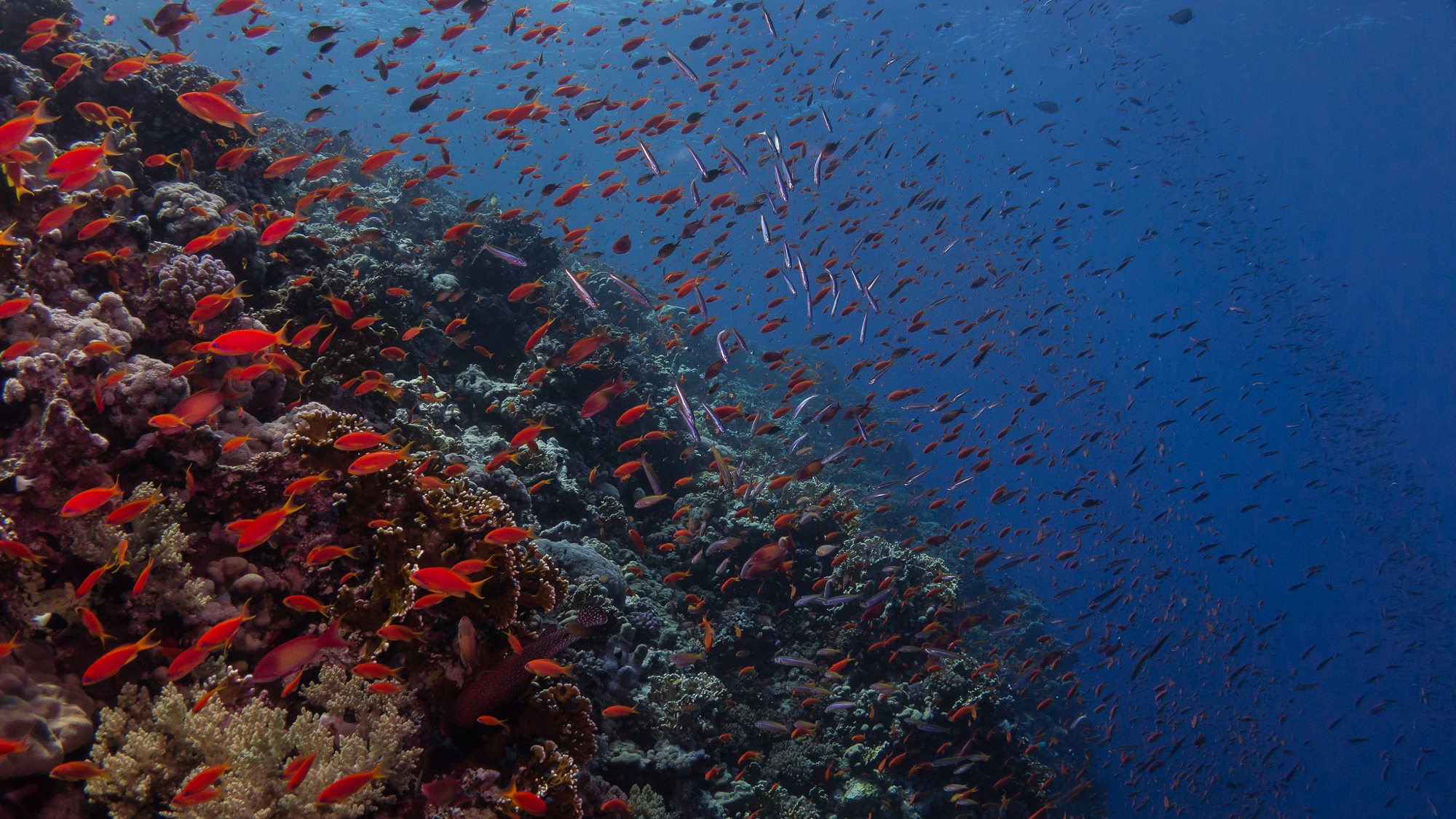 A coral reef slopes down the left side of the picture while hundreds of small orange fish and some slender silver fish swim out into deep blue water.
