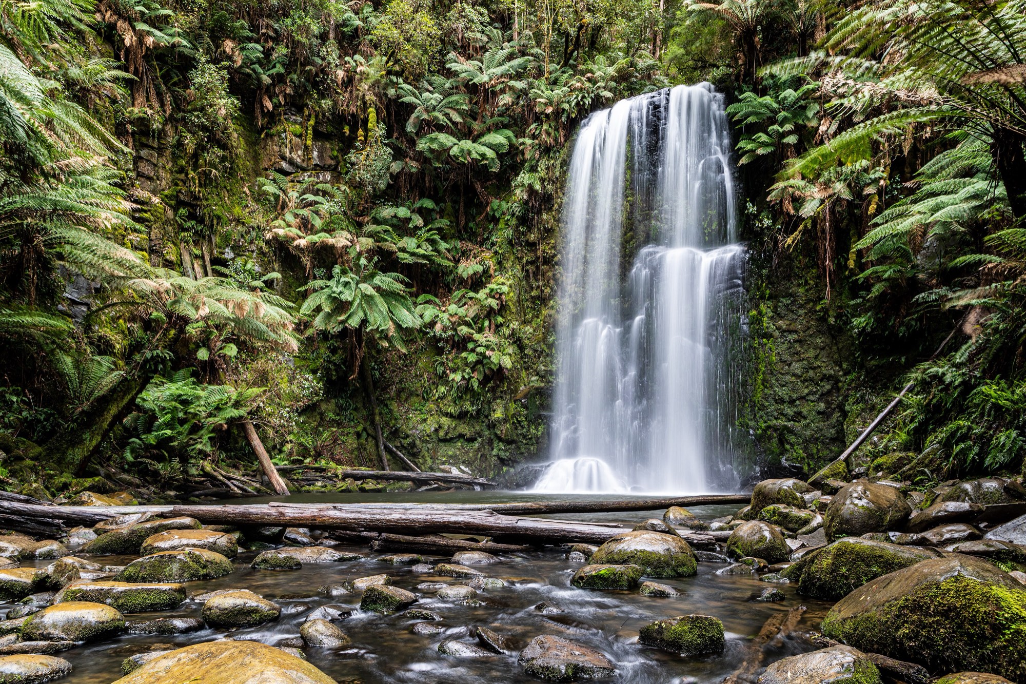 A tall waterfall falls into a pool in a green rainforest gully of tree ferns, with fallen logs and mossy stones in the stream in front.