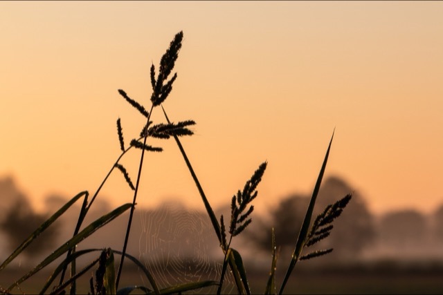 Dark grass stems and seed heads are silhouetted against a soft orange sky, with a dew-covered spider web between them and misty trees behind.