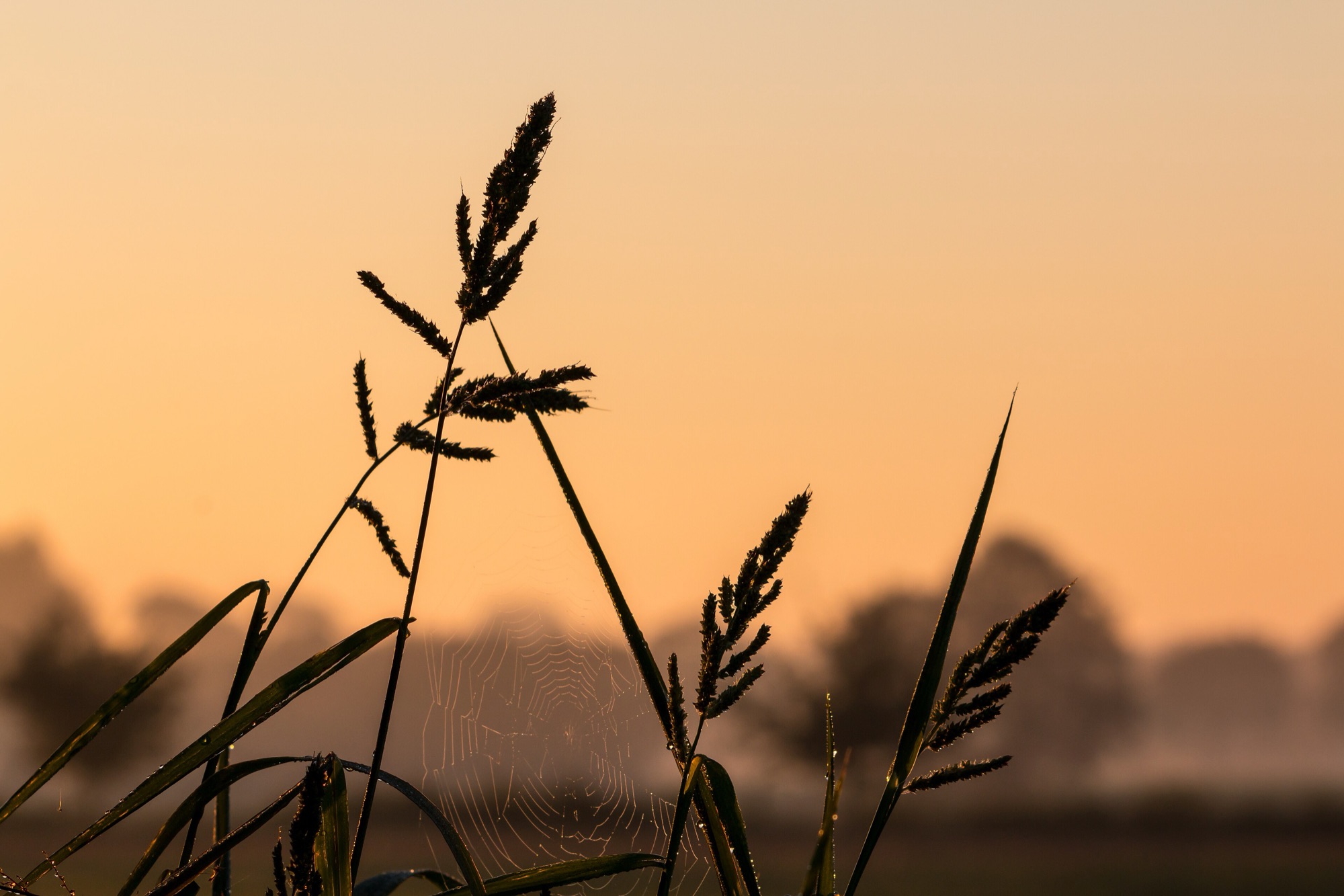 Dark grass stems and seed heads are silhouetted against a soft orange sky, with a dew-covered spider web between them and misty trees behind.