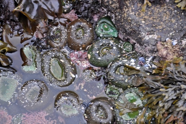 Looking down into a shallow tide pool packed with round green sea anemones speckled with shell fragments, with pink seaweed, olive rockweed and grey rock around them.