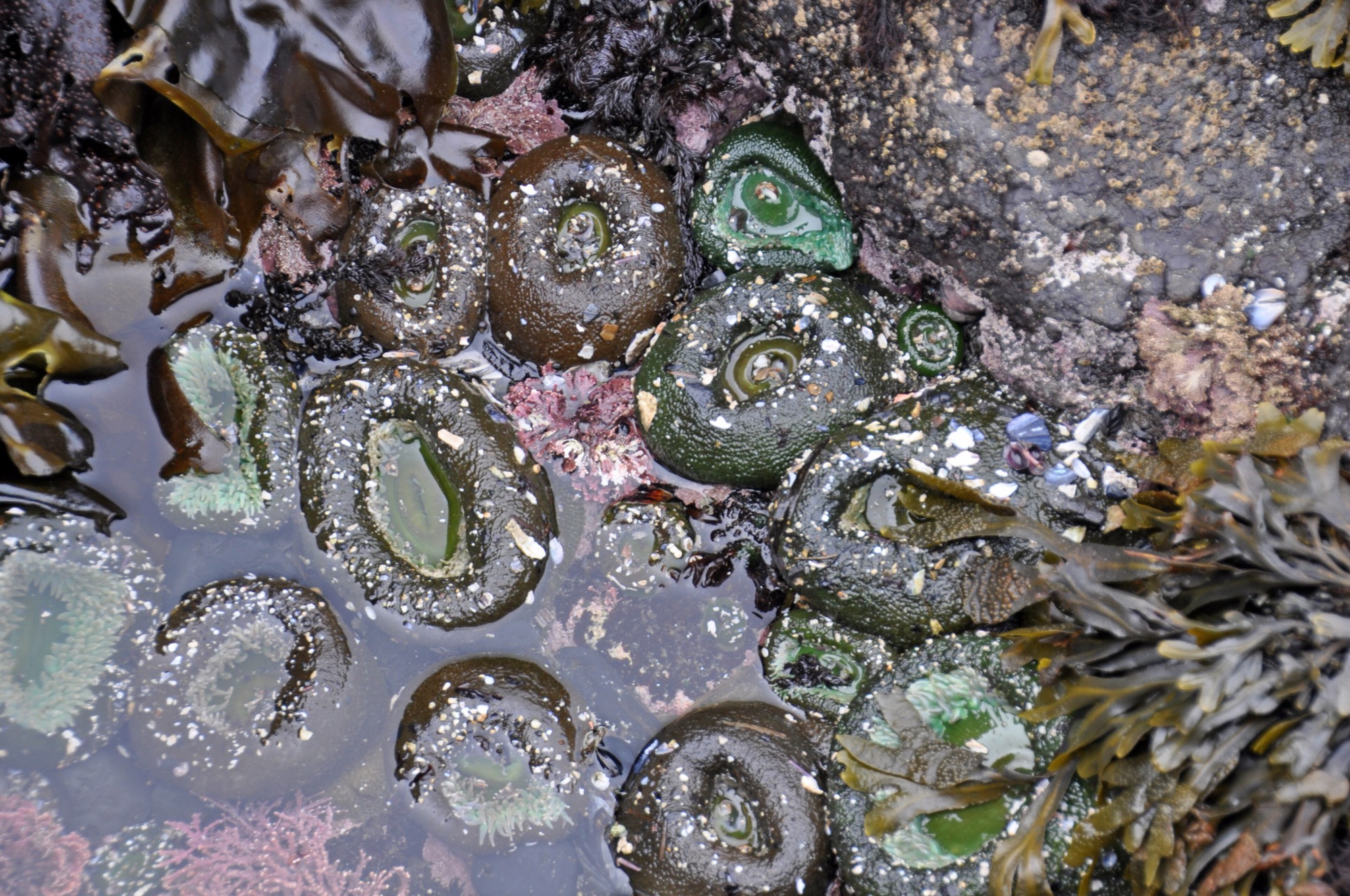 Looking down into a shallow tide pool packed with round green sea anemones speckled with shell fragments, with pink seaweed, olive rockweed and grey rock around them.