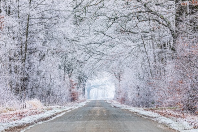 A narrow road leads straight into a wood where every branch is coated in white frost, with a few brown leaves and mist at the far end.
