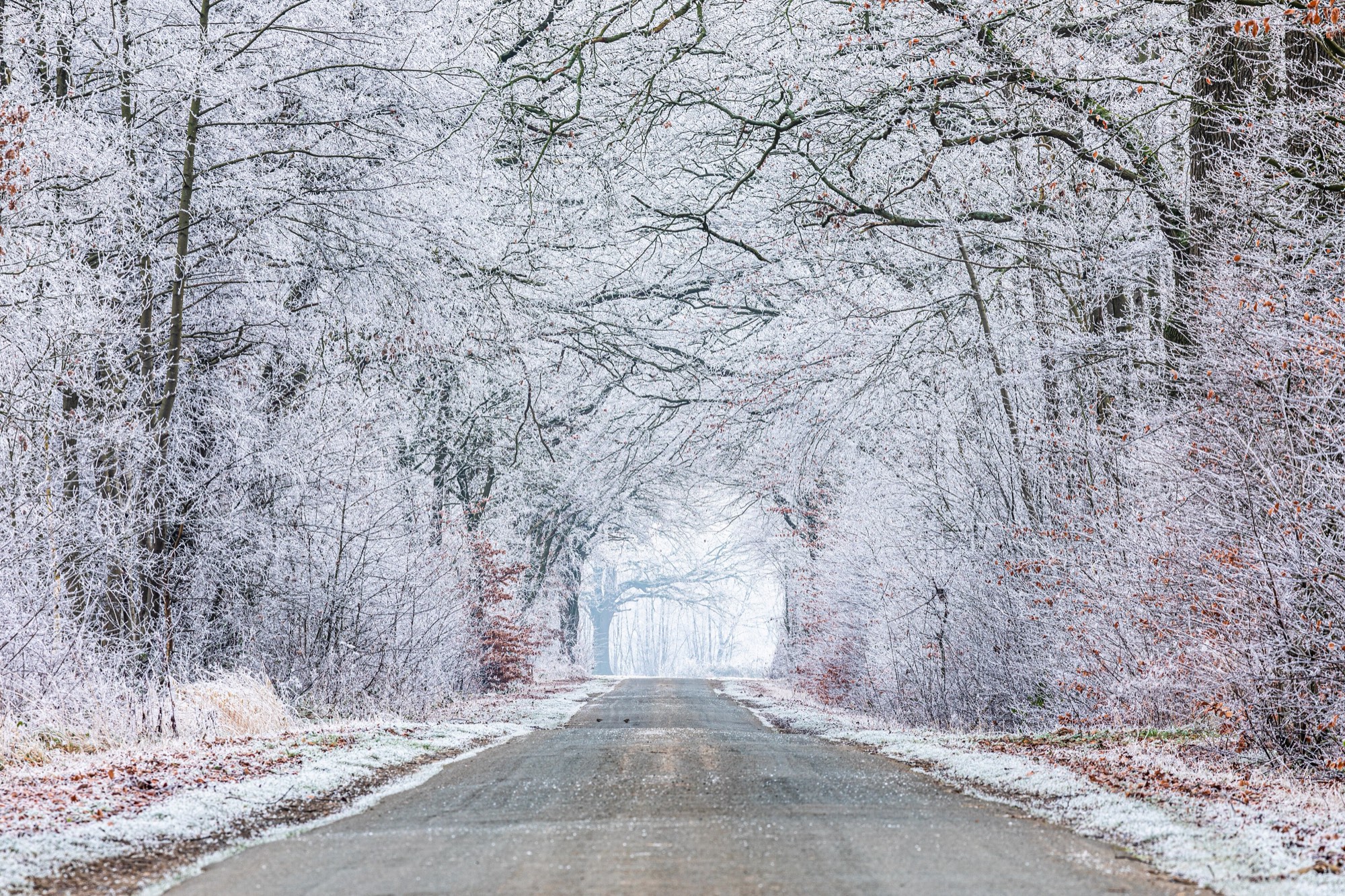 A narrow road leads straight into a wood where every branch is coated in white frost, with a few brown leaves and mist at the far end.