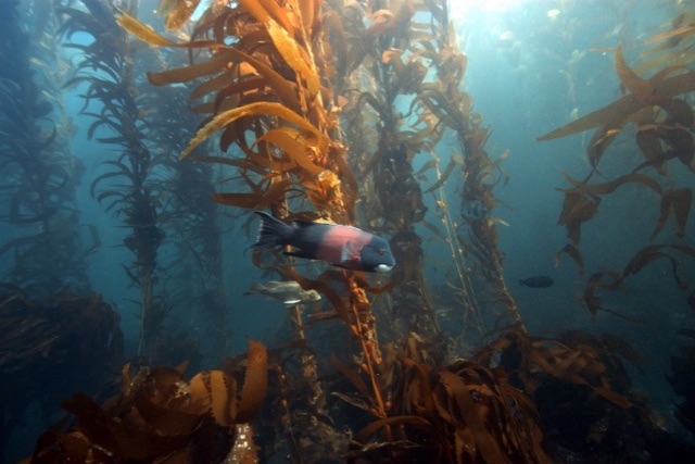 Underwater in a kelp forest, a dark fish with a rosy middle and a white chin swims past tall golden-brown kelp, with sunlight coming down from the top right.