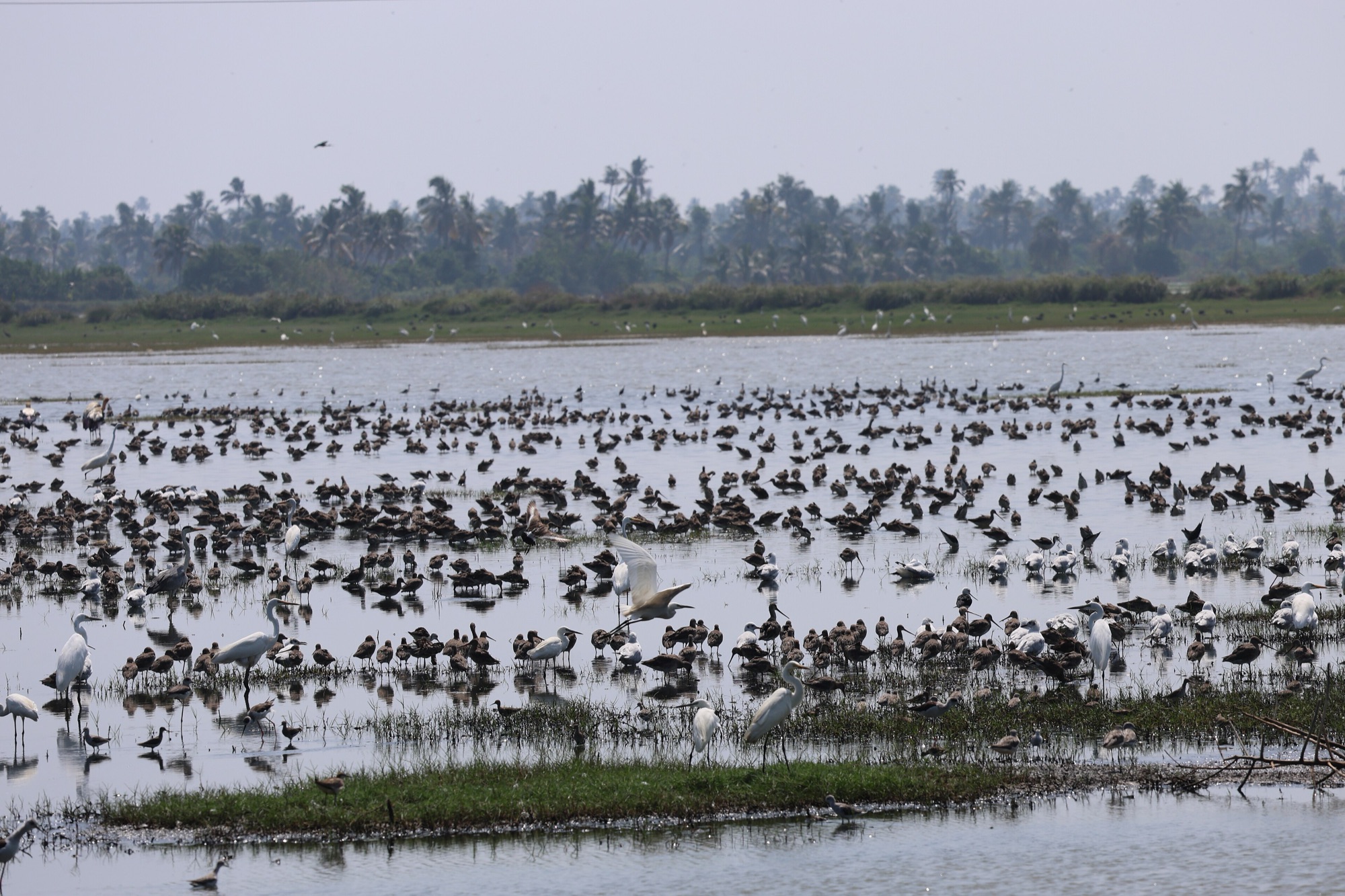 A shallow wetland crowded with hundreds of brown wading birds, white egrets and gulls, with a grassy bank and hazy coconut palms behind.