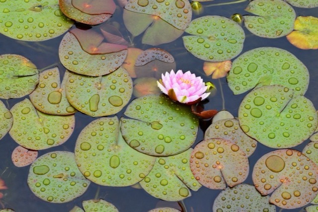 Seen from above, a pond is covered with round green and copper lily pads beaded with raindrops, with a single pink water lily open near the middle.