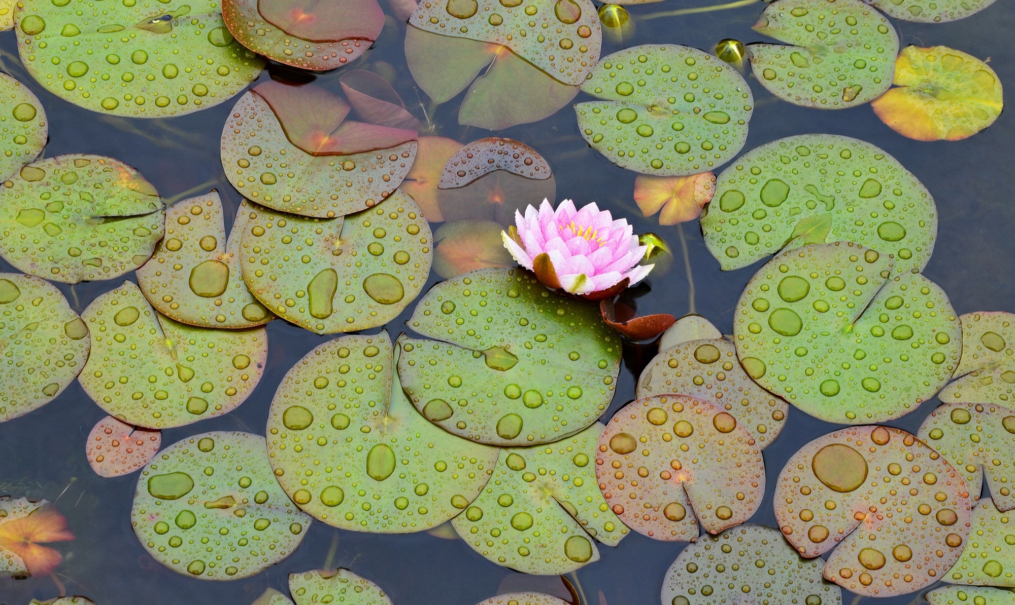 Seen from above, a pond is covered with round green and copper lily pads beaded with raindrops, with a single pink water lily open near the middle.