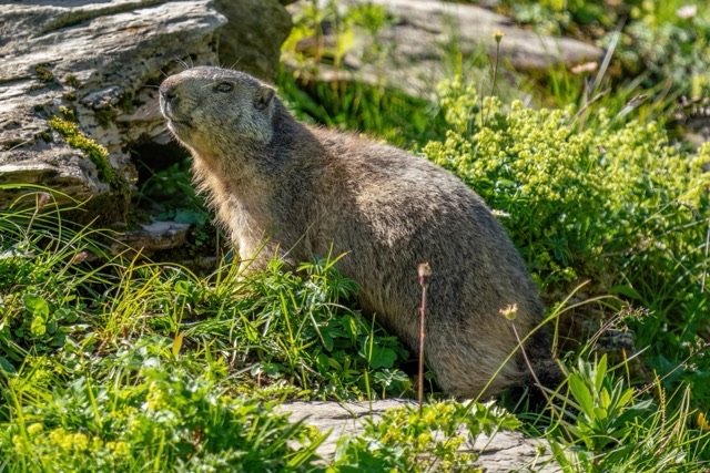 A grey-brown alpine marmot sits upright in sunlit grass beside a mossy rock, surrounded by small yellow-green flowers.