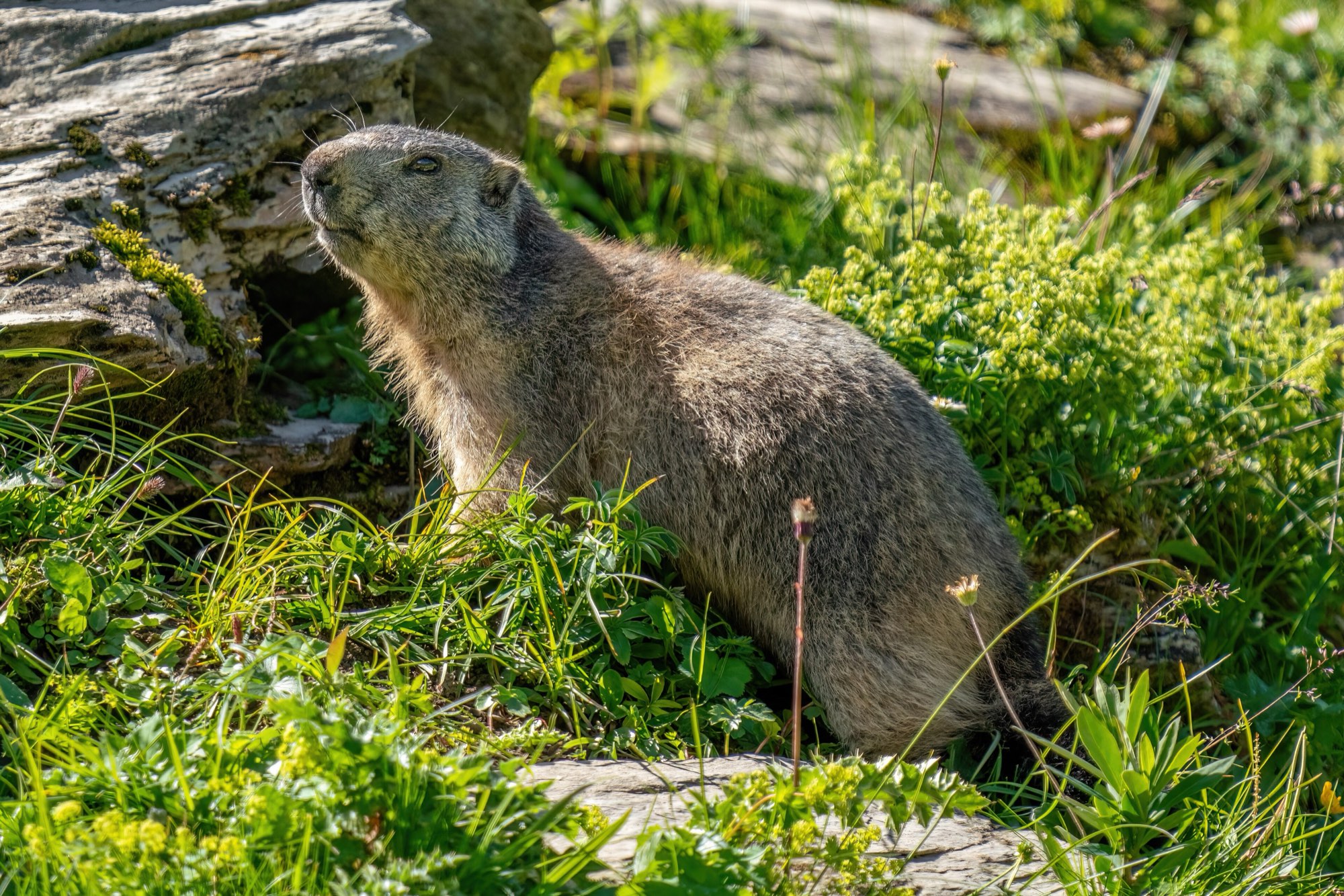 A grey-brown alpine marmot sits upright in sunlit grass beside a mossy rock, surrounded by small yellow-green flowers.