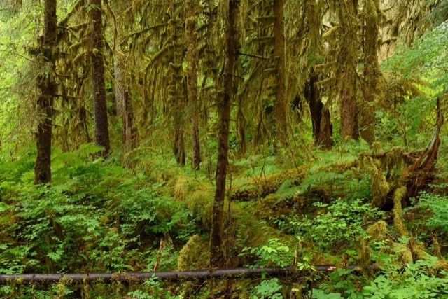 Tall dark tree trunks draped in hanging moss stand over a green floor of ferns and leafy plants, with a thin fallen log across the front.