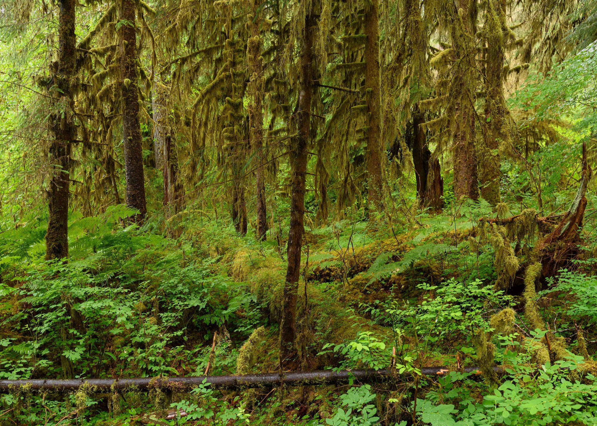 Tall dark tree trunks draped in hanging moss stand over a green floor of ferns and leafy plants, with a thin fallen log across the front.