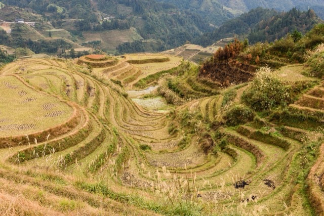 Harvested rice terraces curve around a hillside in golden and green steps, with pale grass plumes in front and forested, terraced slopes beyond.