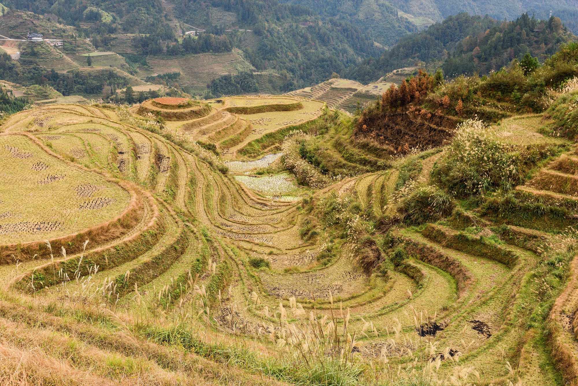 Harvested rice terraces curve around a hillside in golden and green steps, with pale grass plumes in front and forested, terraced slopes beyond.