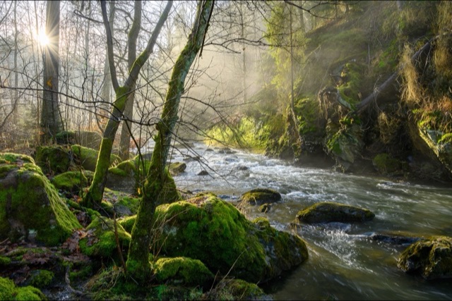 Moss-covered boulders and thin mossy trees line a rushing river, while low sun shines through bare woodland in misty beams.
