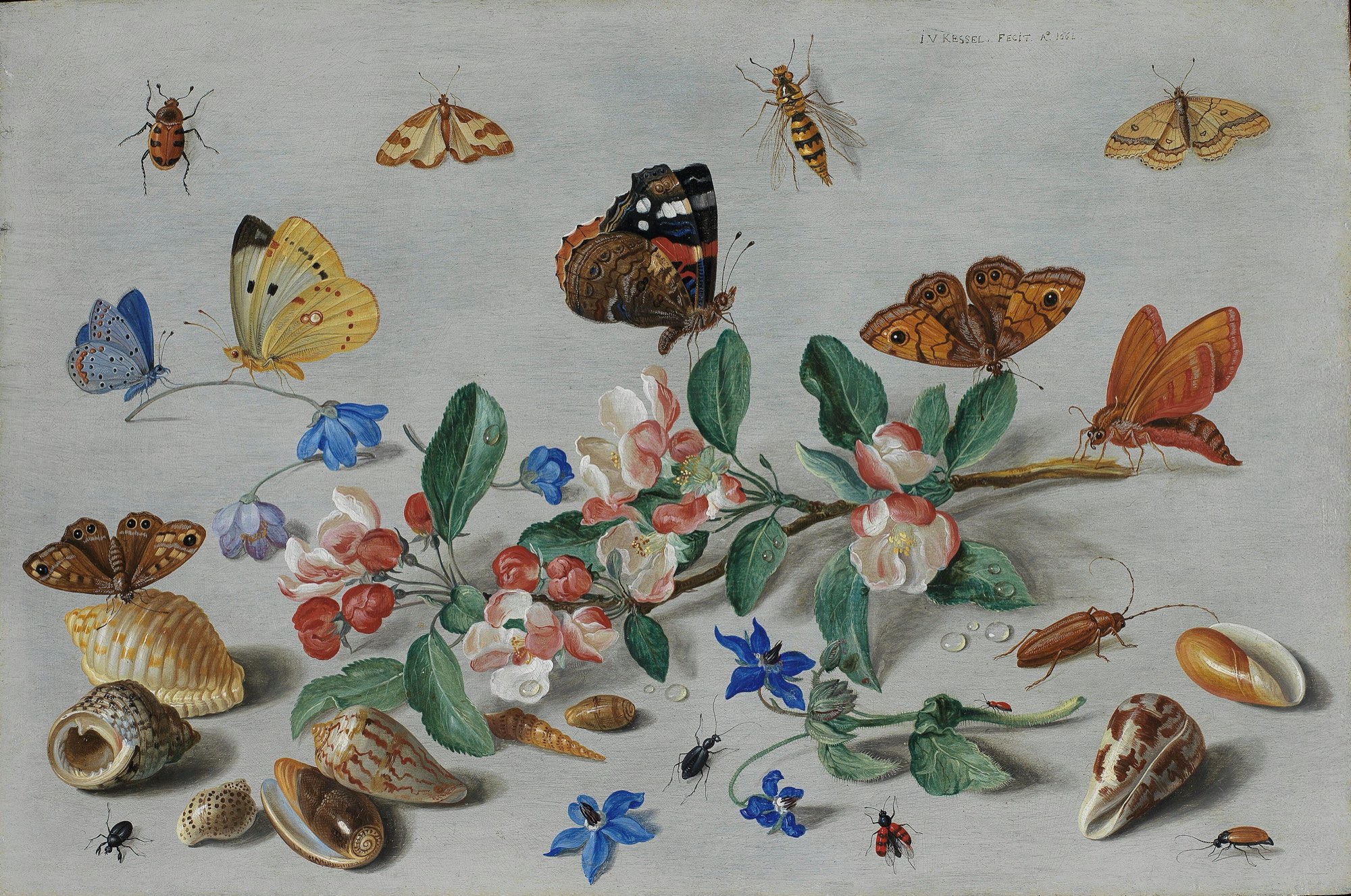 A branch of pink and white apple blossom on a pale grey surface, surrounded by butterflies, moths, beetles, blue flowers and seashells.
