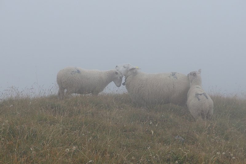 Sheep standing in a field of fog