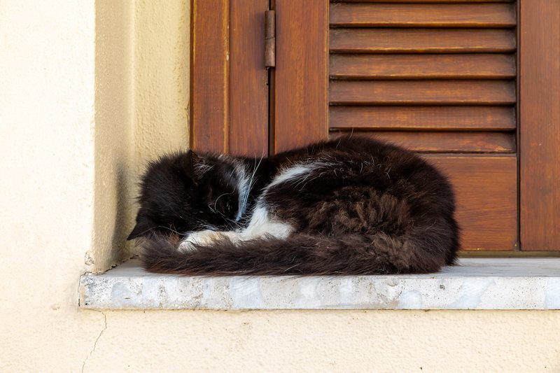 A cat asleep on a shaded windowsill